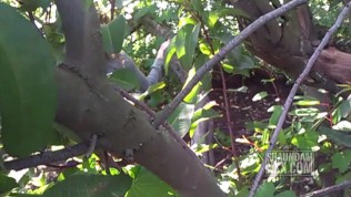 FELLATIO MASTER SUCKING SHAUNDAM BIG BLACK COCK IN THE BUSHES ON THE HINKING TRAIL